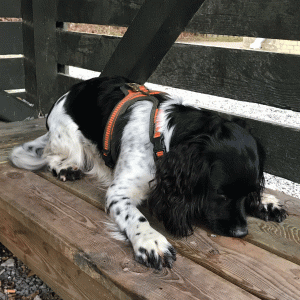 Nose Work - trin 5 (tilmelding kun efter aftale)