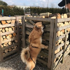 Nose Work - trin 3 - eftermiddag (tilmelding kun efter aftale - lukket hold)