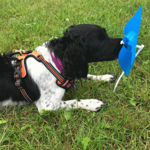 Nose Work - trin 12 - eftermiddag (tilmelding kun efter aftale)