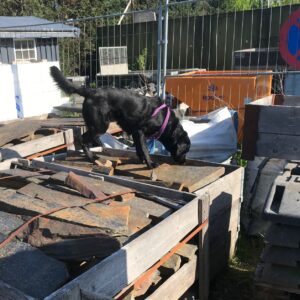 Nose Work - trin 15 - eftermiddag (tilmelding kun efter aftale)