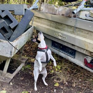 Nose Work - trin 36 - eftermiddag (tilmelding kun efter aftale - lukket hold)