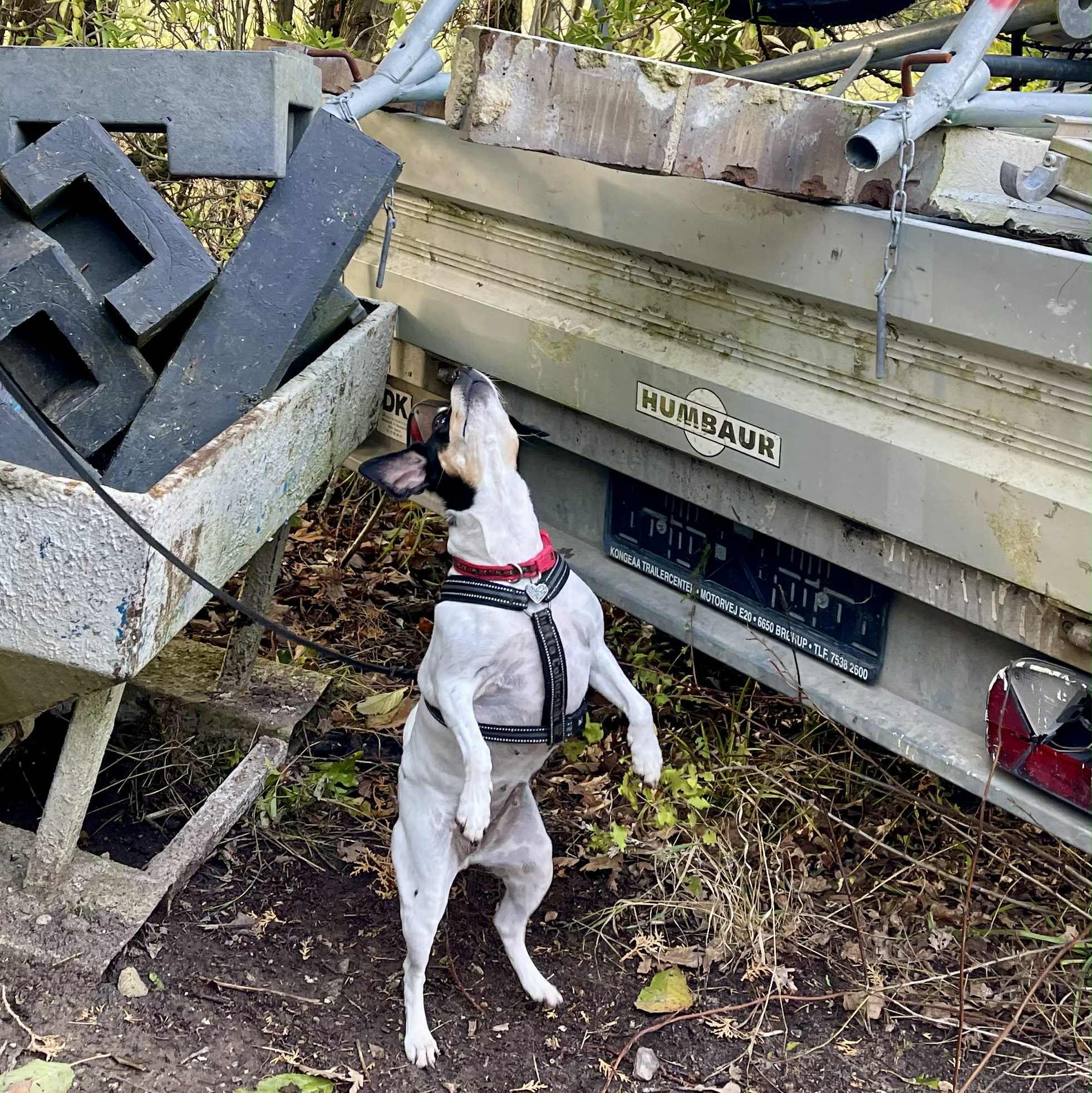 Nose Work - trin 36 - eftermiddag (tilmelding kun efter aftale - lukket hold)