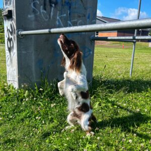 Nose Work - trin 38 - eftermiddag (tilmelding kun efter aftale - lukket hold)